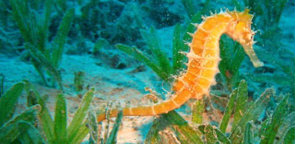 Marine Life